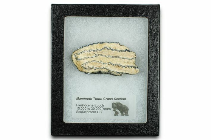 Mammoth Molar Slice With Case - South Carolina #335140